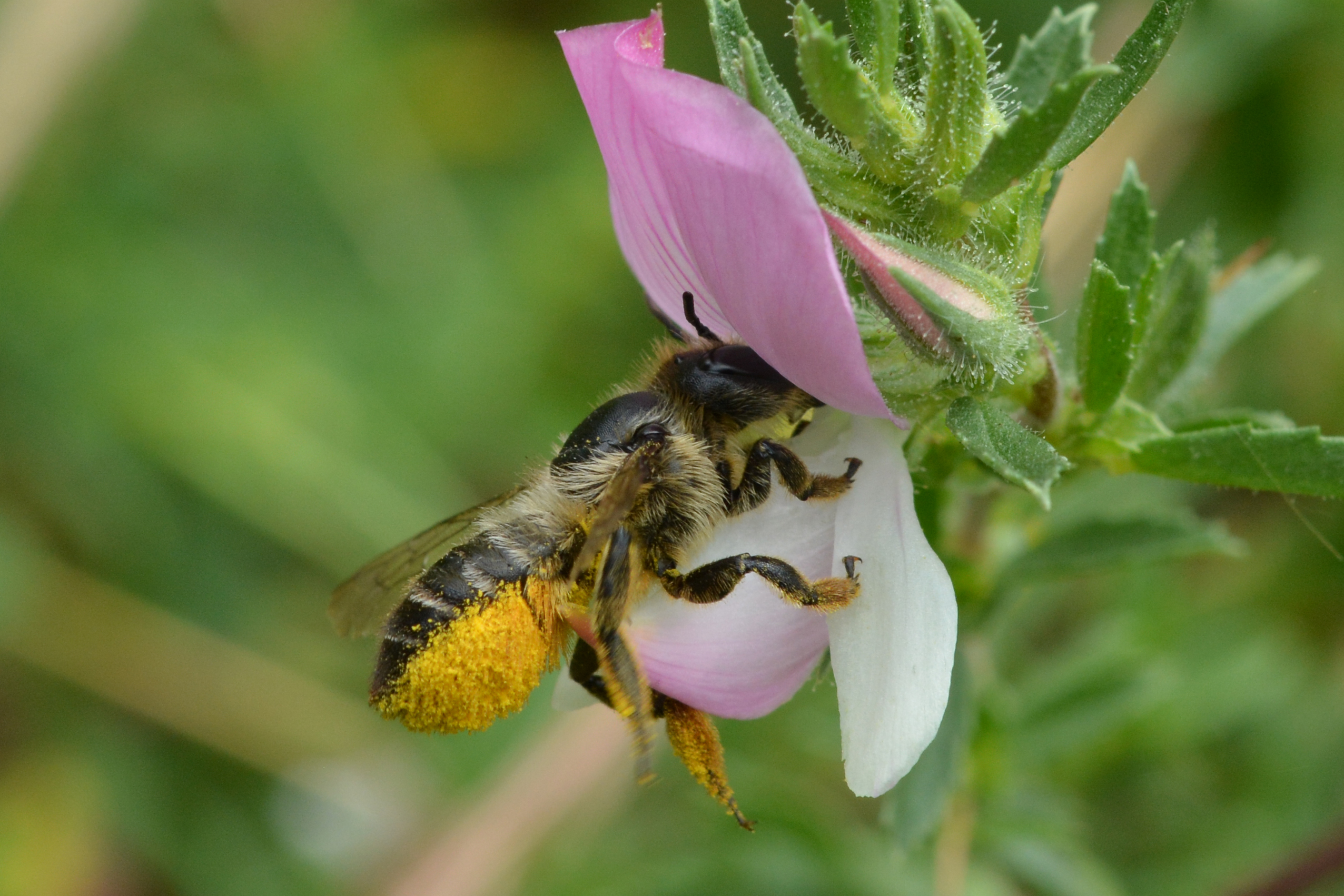 Wildbienen artgerecht unterstützen: Zwei Arten im Porträt