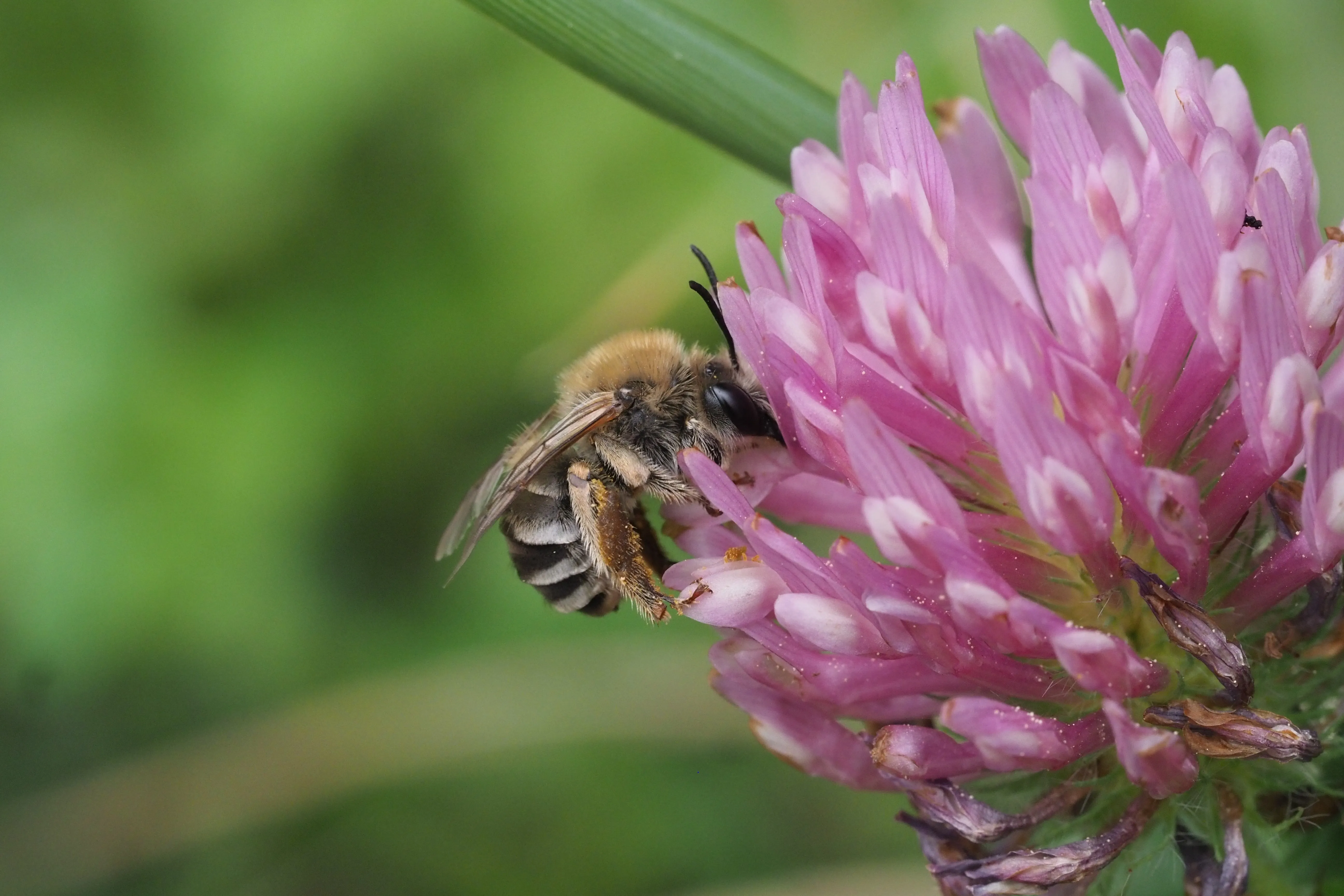 9783258084268_Eucera-nigrescens-cf-Rotklee