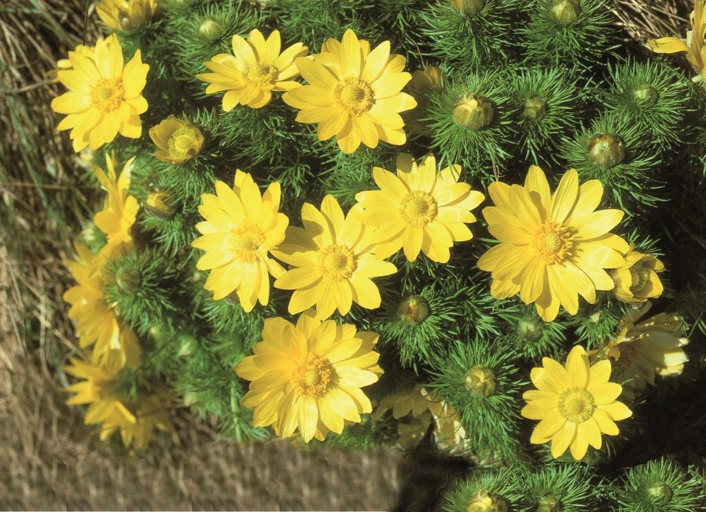 Flora Helvetica: Skurrile Namen und eine Umfrage