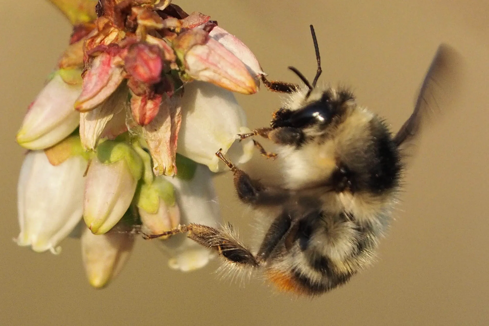 9783258084268_Blaubeere_5_bee_Bomsylva