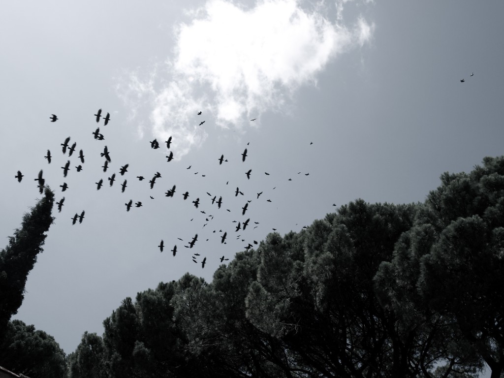 Vogelarten der Schweiz: Unsere gefiederten Lieblinge