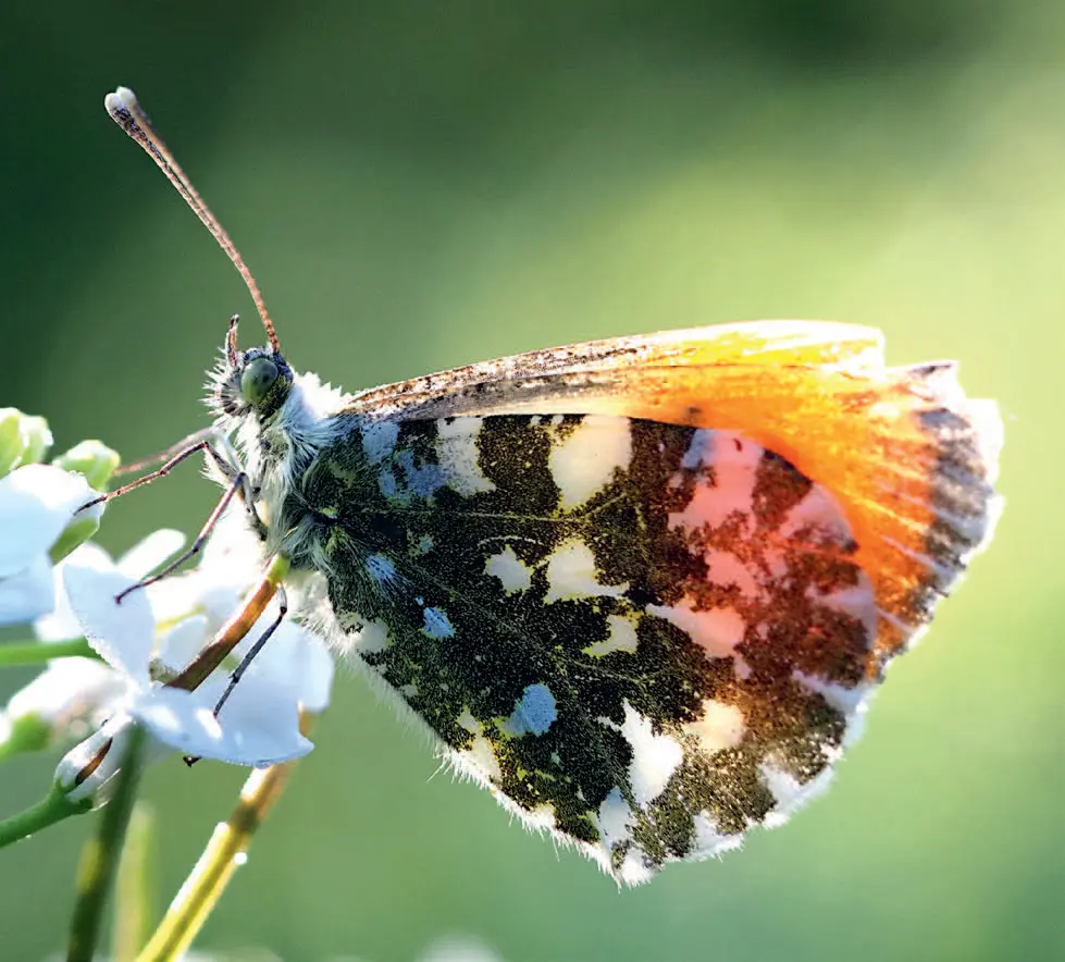 Schmetterlingswissen: HauptAutorin Mareike Possienke