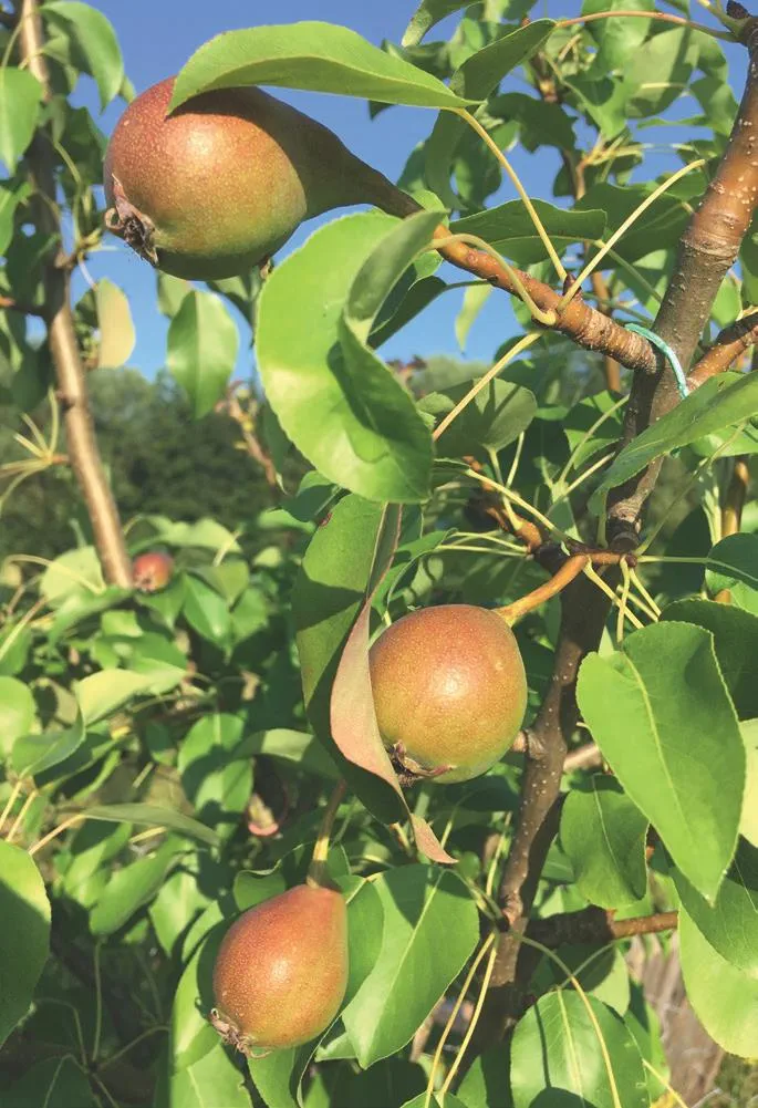 20210331_115ul_Schmid_Obstbaeume-verstehen_c_Annekathrin-Schmid