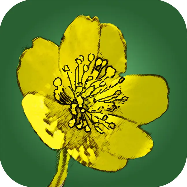 Feldbotanik App
