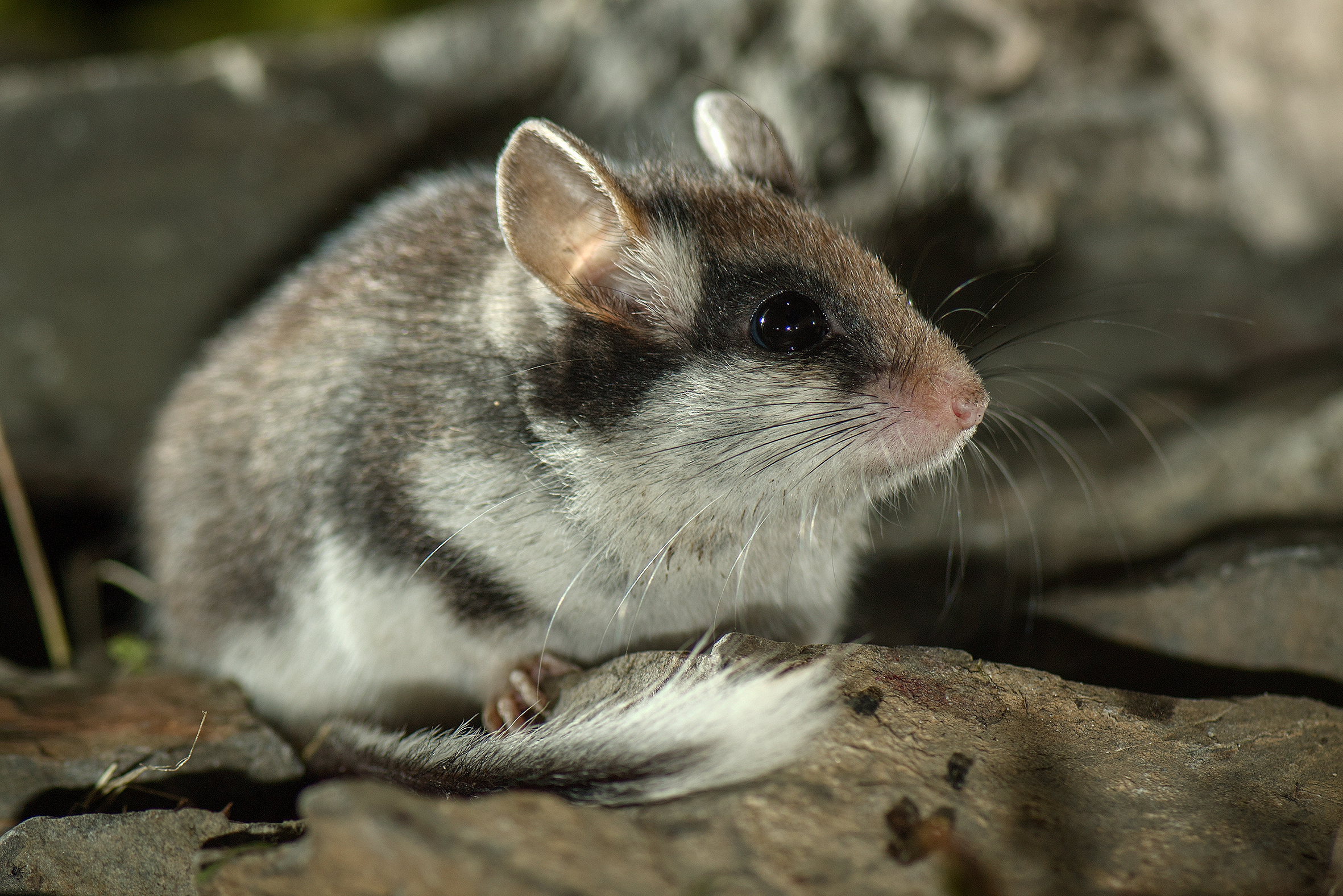 Atlas der Säugetiere: Bereits in 2. Auflage