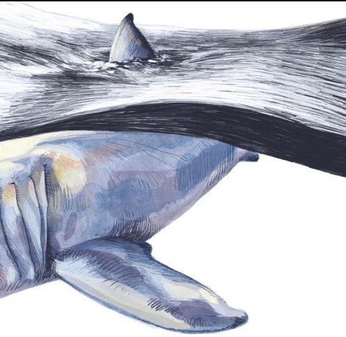 Mittelmeer: Bedrohte Meister der Meere