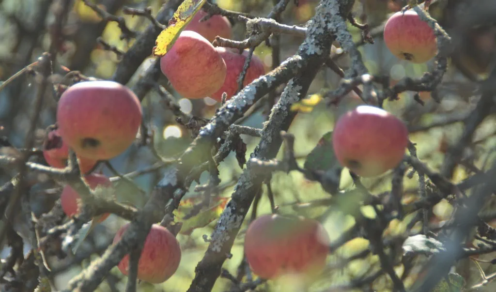 HauptAutorin Annekathrin Schmid: Obstbäume verstehen