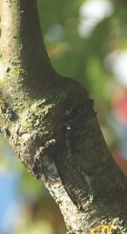 20210331_121r_Schmid_Obstbaeume-verstehen_c_Annekathrin-Schmid