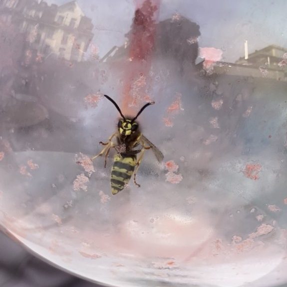 Wespen: Unterschätzte Wesen!