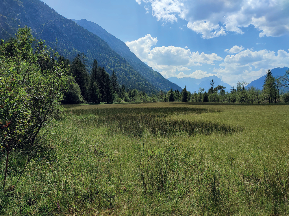 Flora von Bayern: Bayern als Lebensraum für Pflanzen