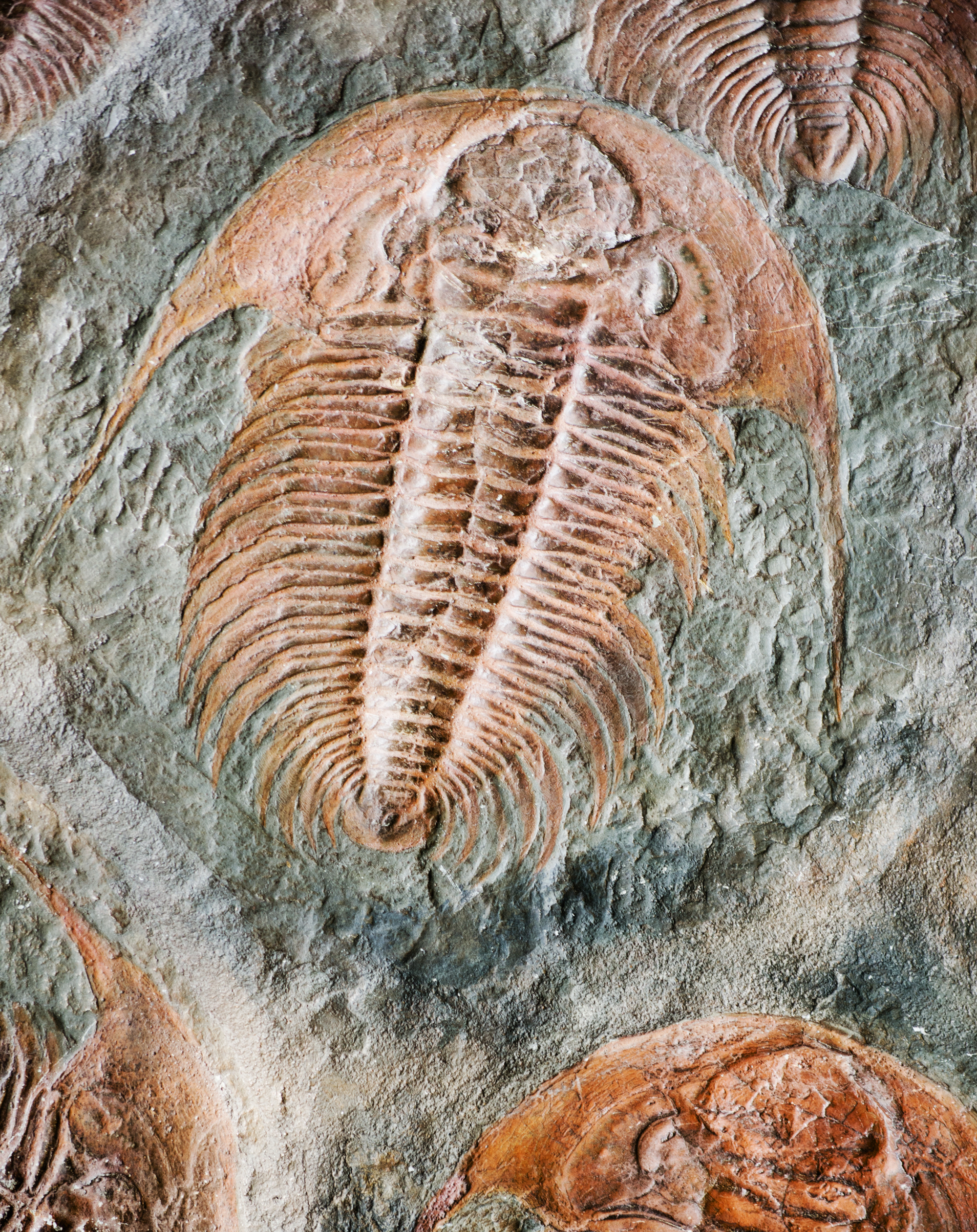 Die verborgene Geschichte der Erde: Wie Tiere die Geologie veränderten