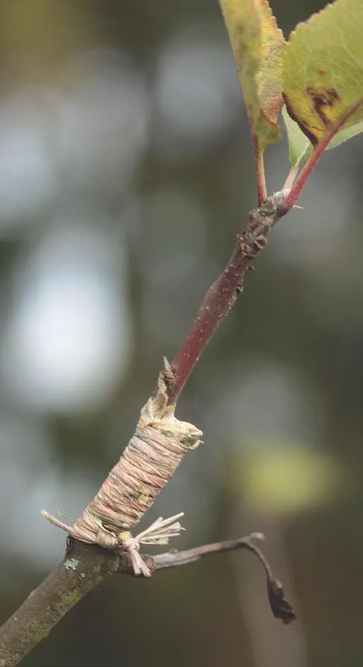 20210331_121l_Schmid_Obstbaeume-verstehen_c_Annekathrin-Schmid