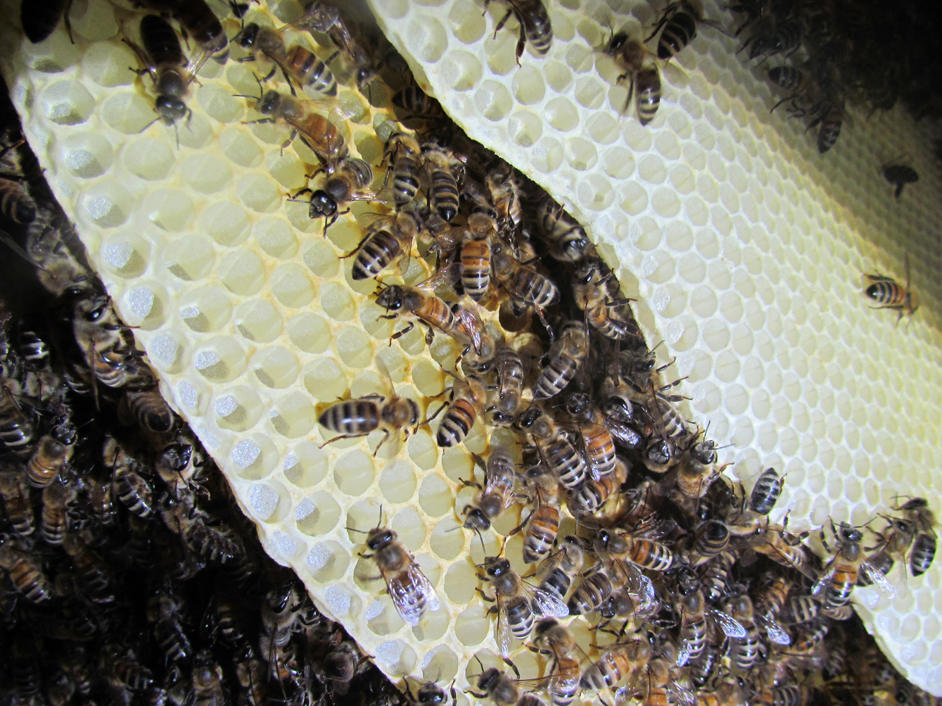 Bienenbau und Bienenbeute: HauptAutor:innen Roland Sachs und Sigrun Mittl im Interview