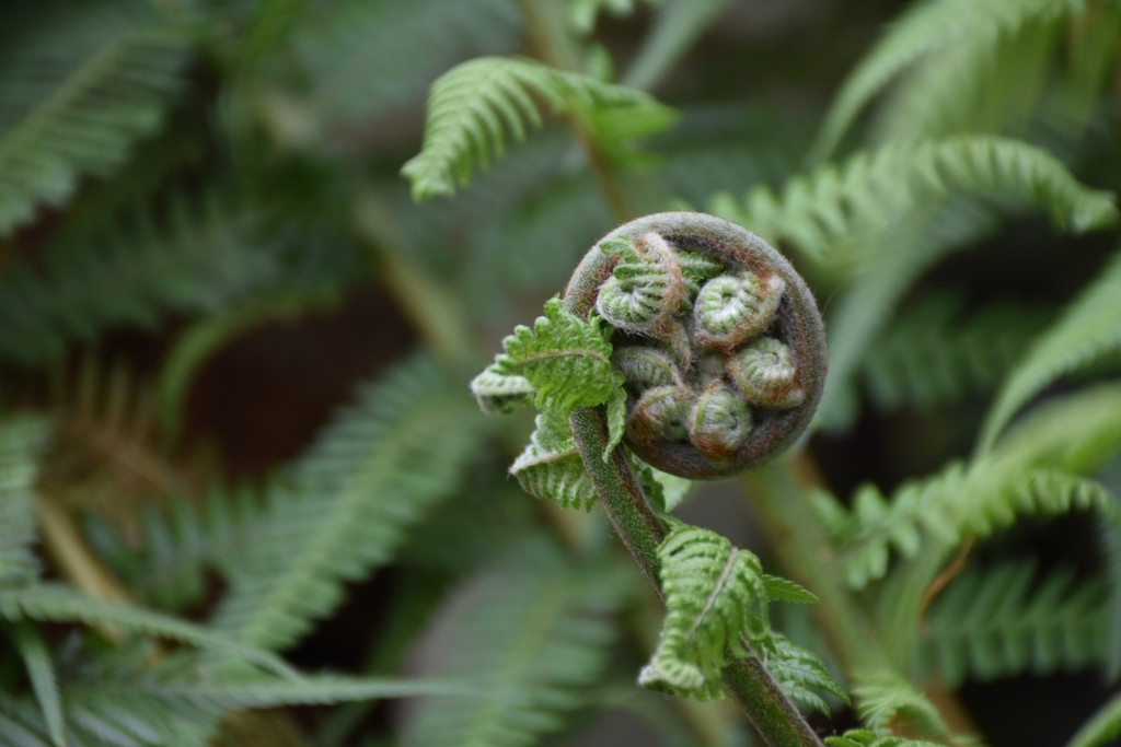 Die Magie der «Farne»