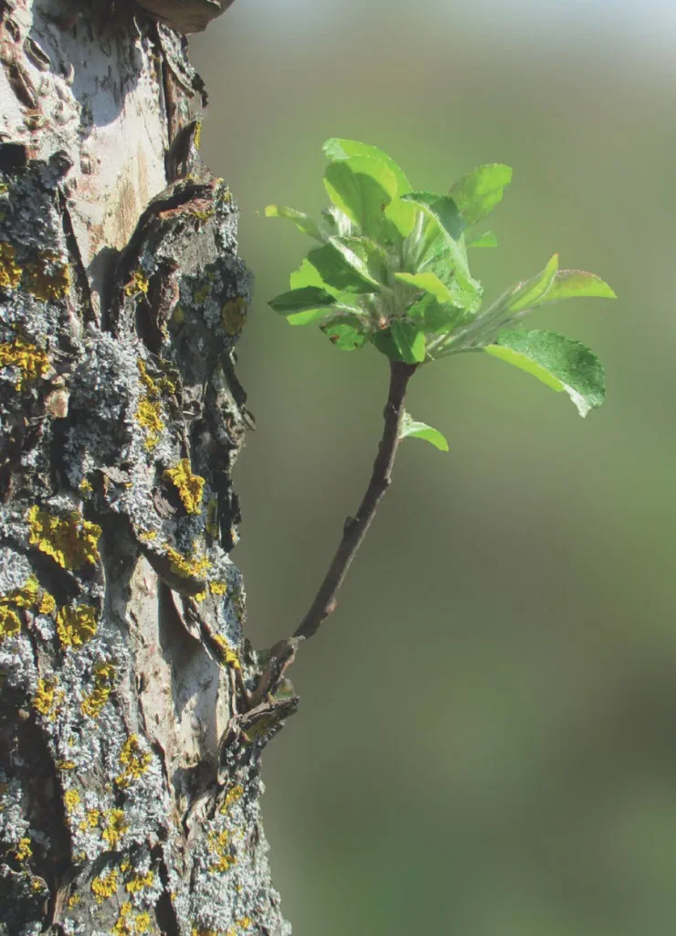 20210331_059u_Schmid_Obstbaeume-verstehen_c_Annekathrin-Schmid_900p