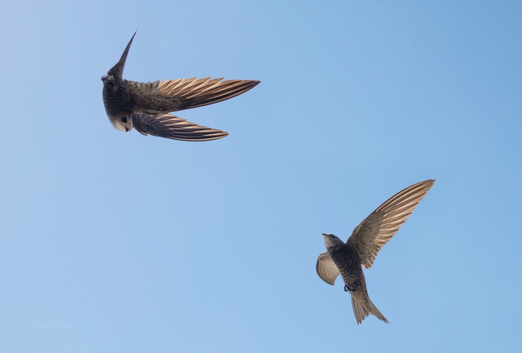 Mauer- und Alpensegler: HauptAutor Alfred Engeler im Interview